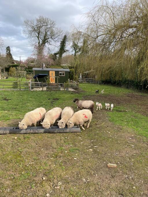 Forest View Shepherd Hut Ewhurst Luaran gambar